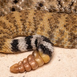Western Diamond-Backed Rattlesnake Crotalus atrox Portrait