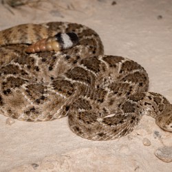 Western Diamond-Backed Rattlesnake Crotalus atrox Portrait