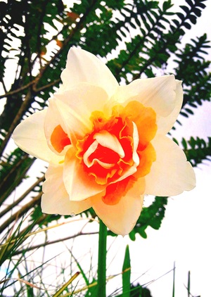 Orange&White Flower