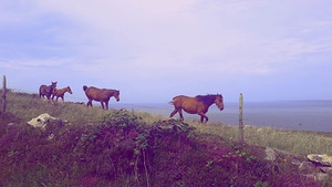 Horses Doolin