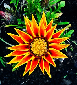 Gazania flower