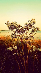 Near the sea  Galway 