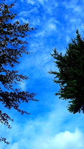 Sky&Trees