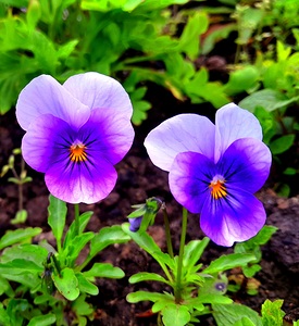 Purple flowers