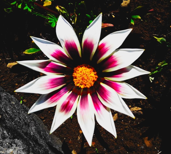 The gazania flower Print