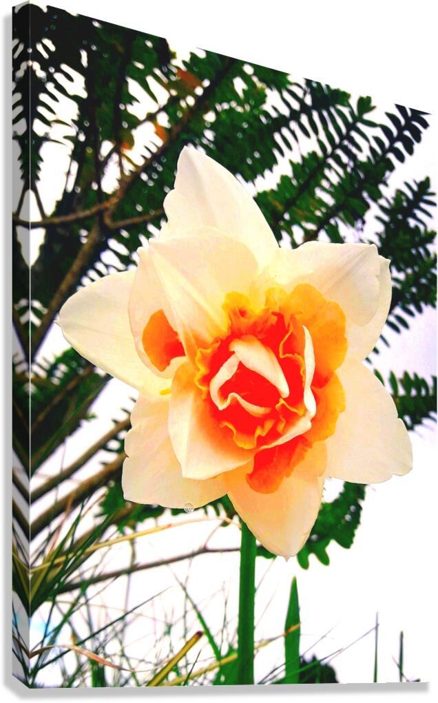 Orange&White Flower Canvas Print