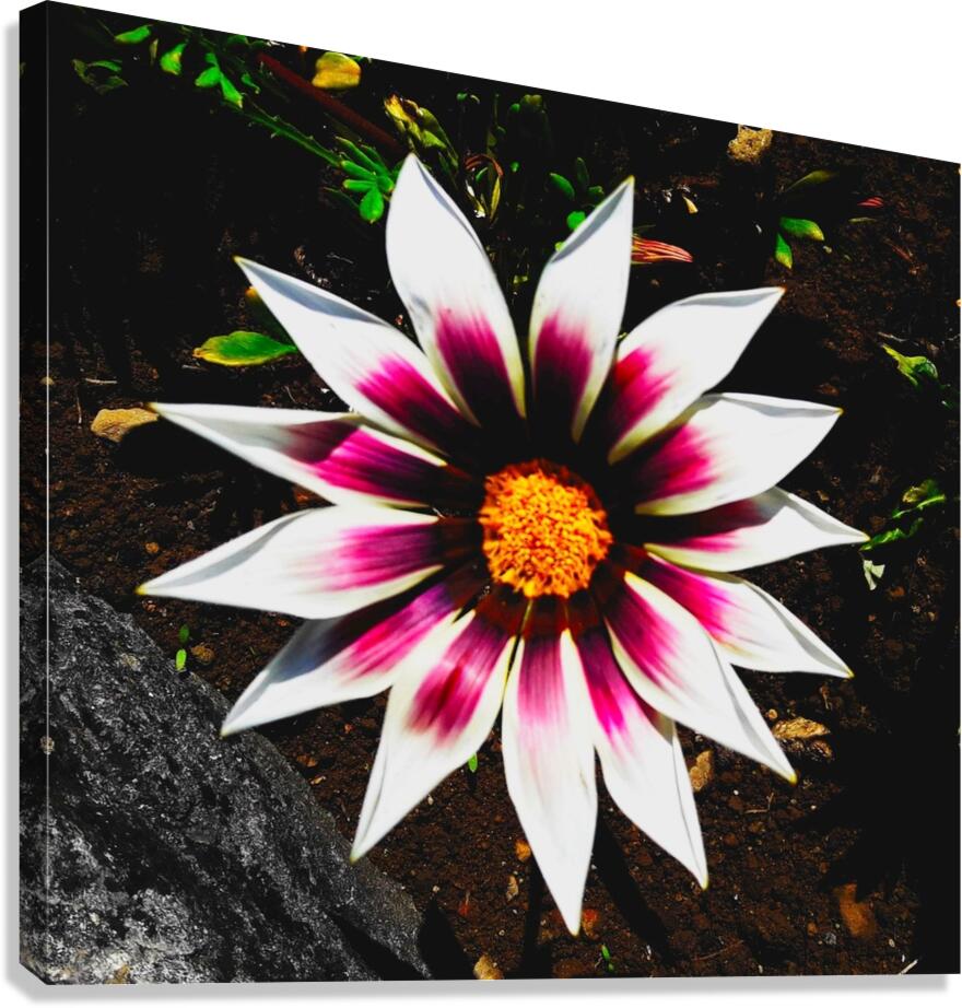 The gazania flower Canvas Print