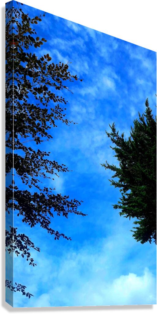 Sky&Trees Canvas Print