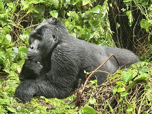 Silverback Thinker