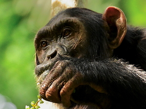 Chimpanzee watching intently