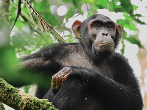Contemplative Chimpanzee