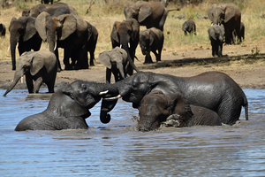 Adolescent Elephants Tussling