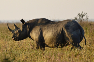 Baba Rhino