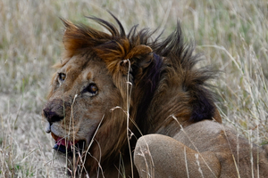 Baba Simba Coy
