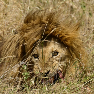 Baba Simba Eating