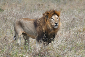 Baba Simba Online Dating Pic