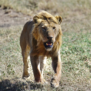 Baba Simba on the Move