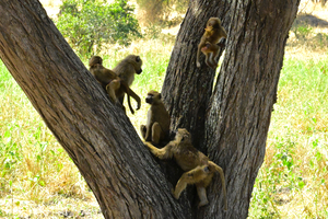 Baboons Frollicking in Tree