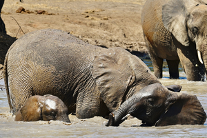 Baby Elephants Bathing