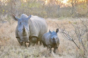 Mother & Baby White Rhino