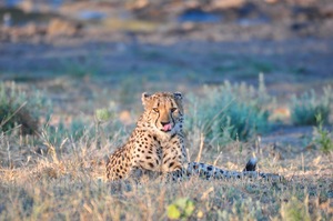 Cheatah at Sunset