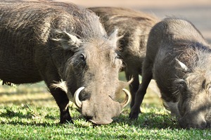 Wart Hogs Grazing