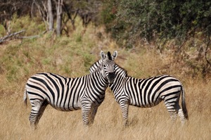 Mirrored Zebras