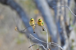 Swallow Tailed Bee Eater Couple
