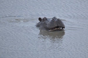 Mischievous Hippo