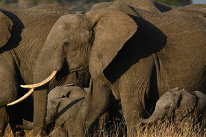 Elephant Family