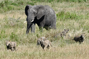 Elephant Scatters Lions