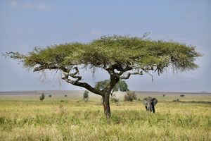 Elephant Under Acacia