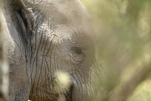 Elephant in the Forest