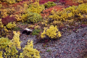 Grizzly in Fall Foliage Denali