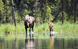 Moose and Calf at Denali