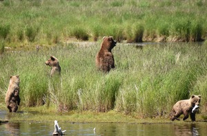 Grizzly Mom & Cubs Survey the Area
