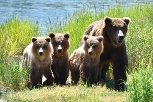 Grizzley Mom and Three Little Bears