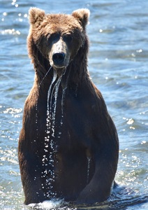 Grizzly Takes a Break While Fishing