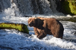 Dominant Grizzly Male Fishing Brooks River