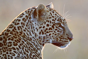 Leopard Profile