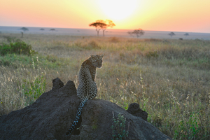 Leopard Sunrise on Mound