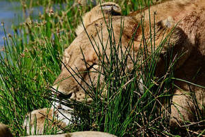 Let Sleeping Lions Lie