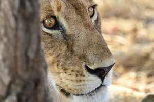 Mama Lion around tree