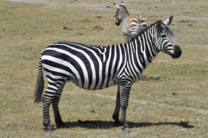 Mom and Baby Zebra