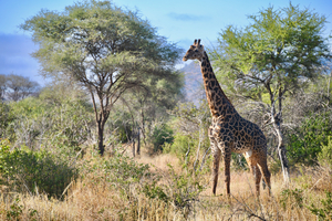 Noble Giraffe