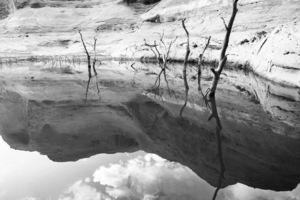 Lake Powell Trees in Water