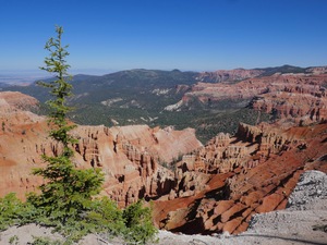 Cedar Breaks Pinyon Pine on the Edge