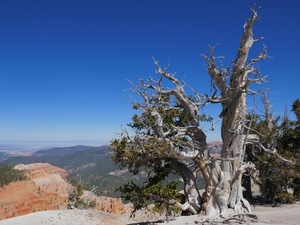Cedar Breaks Grand Daddy Bristlecone