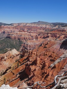 Cedar Breaks Canyon Spires & Roots