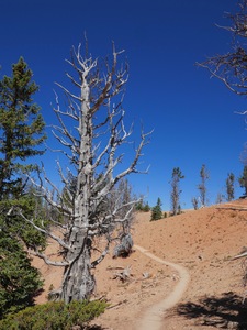 Cedar Breaks Bristlecone Trail